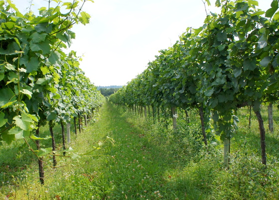 Il Mosnel vineyard.JPG